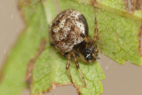 Dipoena melanogaster